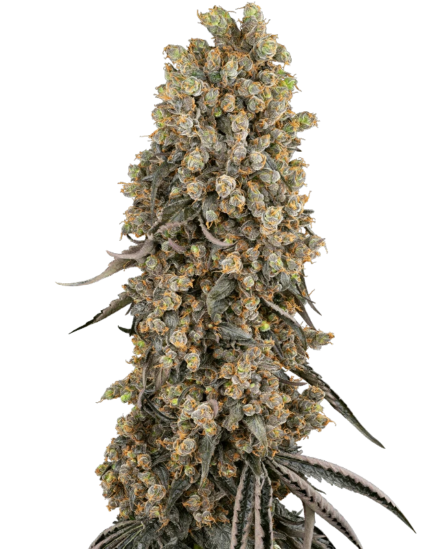 Semi di Atomic Blue Dream Femminizzati