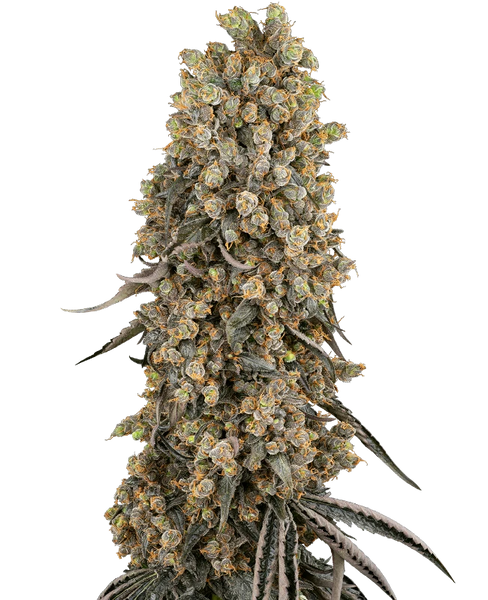 Semi di Atomic Blue Dream Femminizzati