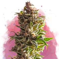 Aurora Indica femminizzata