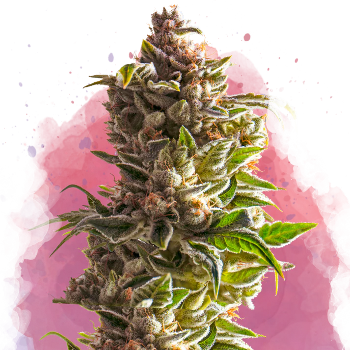 Aurora Indica femminizzata