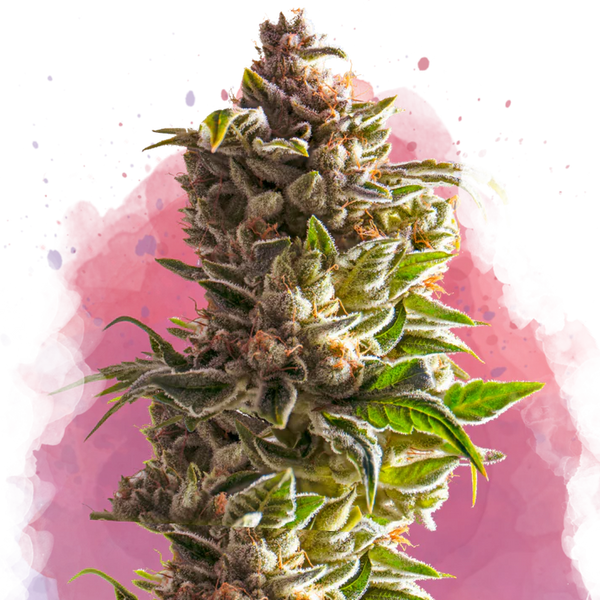Aurora Indica femminizzata