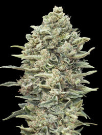 Gelato #33 Fast