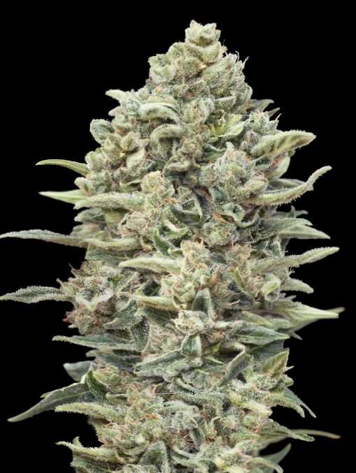 Gelato #33 Fast