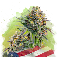 Zkittlez Autofiorente