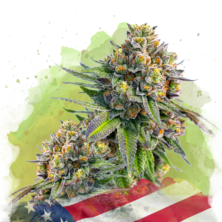 Zkittlez Autofiorente