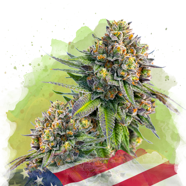 Zkittlez Autofiorente