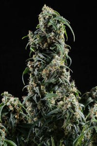 CBDV Auto