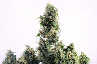 CBDV Auto