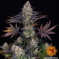 LSD Strain