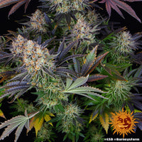 LSD Strain