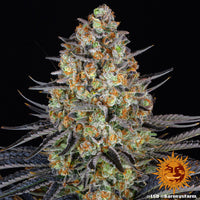 LSD Strain