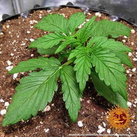 Zkittlez OG Auto Strain