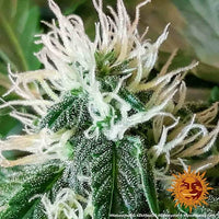 Zkittlez OG Auto Strain