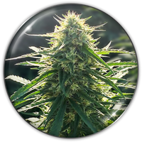 BioRelief CBD