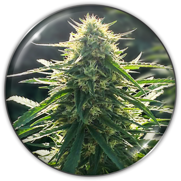 BioRelief CBD