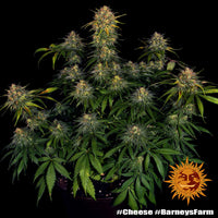 Cheese Strain