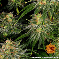 Cheese Strain