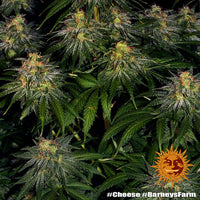 Cheese Strain