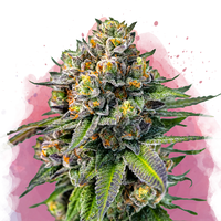 OG Kush femminizzata