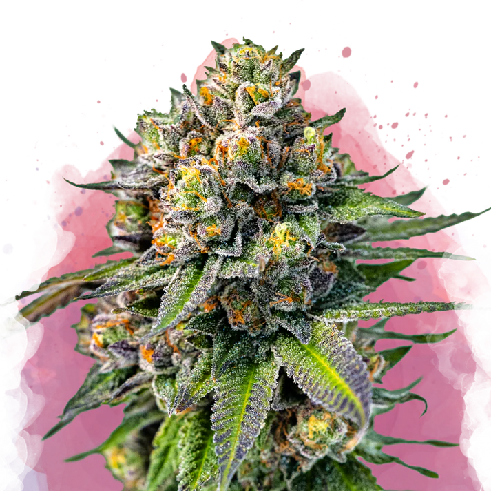 OG Kush femminizzata