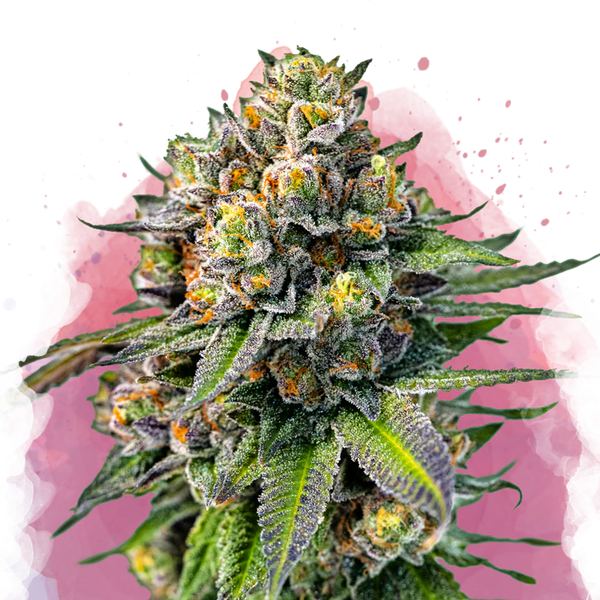 OG Kush femminizzata