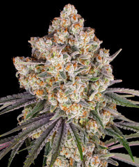 Ice Cream Cake Strain
