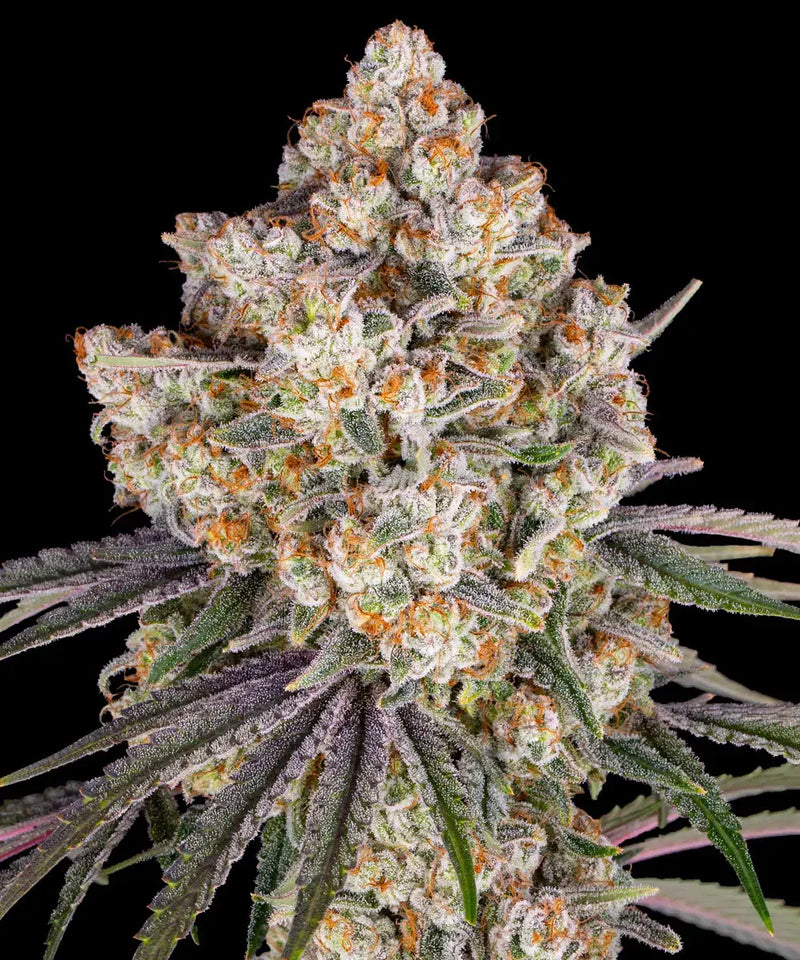 Ice Cream Cake Strain