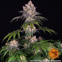 Ice Cream Cake Strain
