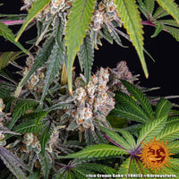 Ice Cream Cake Strain