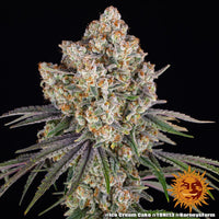 Ice Cream Cake Strain