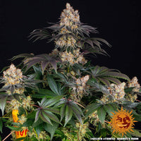 Gelato Strain