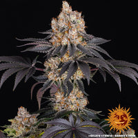 Gelato Strain