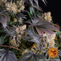 Gelato Strain