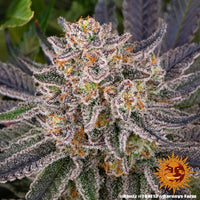 Runtz Strain