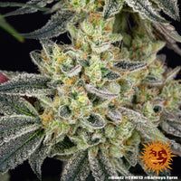 Runtz Strain