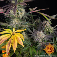 Runtz Strain