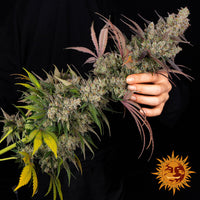 Kush Mintz Strain
