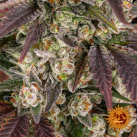 Kush Mintz Strain