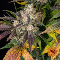 Kush Mintz Strain