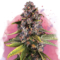 Raspberry Cough femminizzata