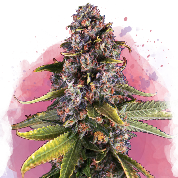 Raspberry Cough femminizzata