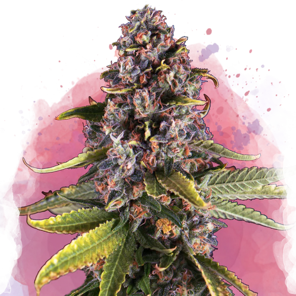 Raspberry Cough femminizzata