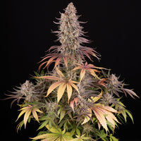 Sour Strawberry Strain