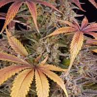 Sour Strawberry Strain