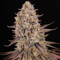 Sour Strawberry Strain