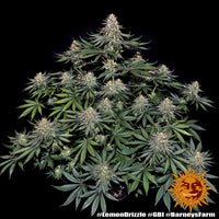 Lemon Drizzle Strain
