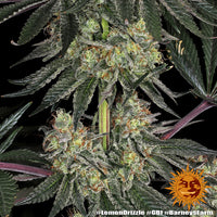 Lemon Drizzle Strain