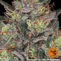Lemon Drizzle Strain