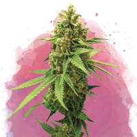 Sherbet Cookies femminizzata