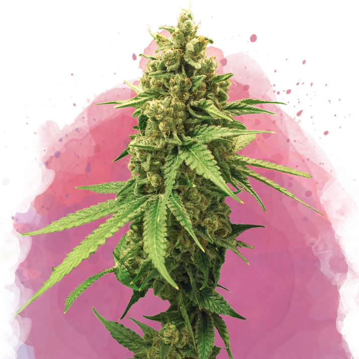 Sherbet Cookies femminizzata